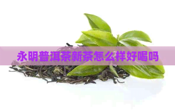 永明普洱茶新茶怎么样好喝吗