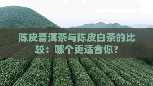 陈皮普洱茶与陈皮白茶的比较：哪个更适合你？