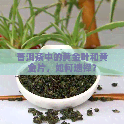 普洱茶中的黄金叶和黄金片，如何选择？