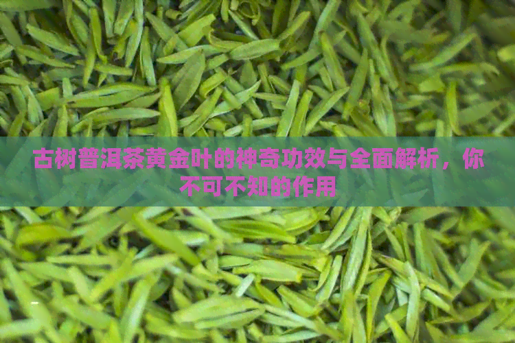 古树普洱茶黄金叶的神奇功效与全面解析，你不可不知的作用