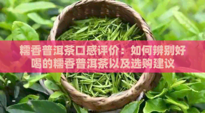 糯香普洱茶口感评价：如何辨别好喝的糯香普洱茶以及选购建议