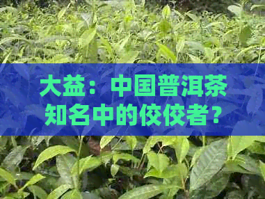 大益：中国普洱茶知名中的佼佼者？是否名列十大排行榜之一？