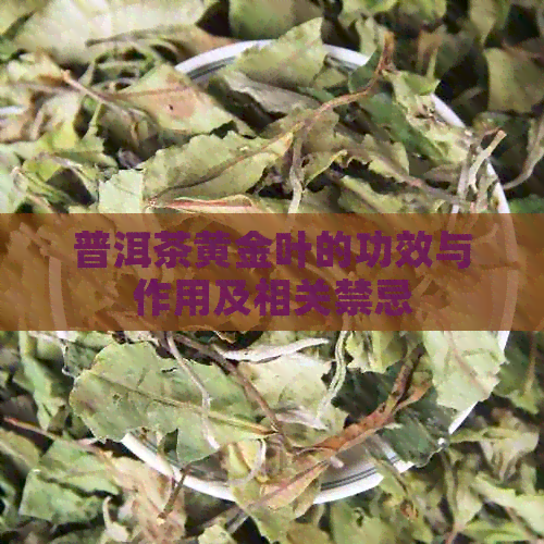 普洱茶黄金叶的功效与作用及相关禁忌