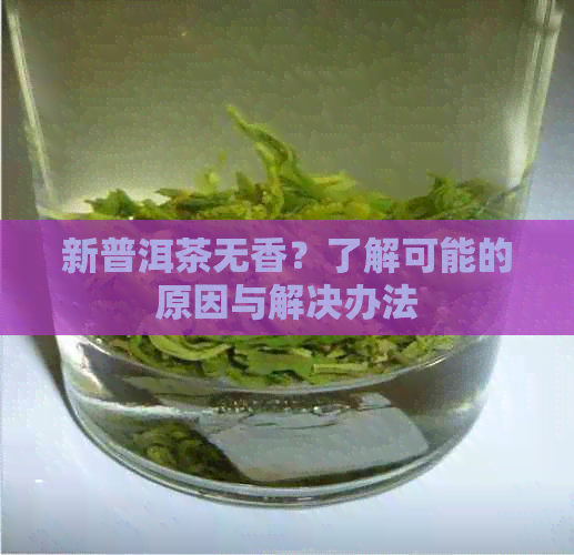 新普洱茶无香？了解可能的原因与解决办法