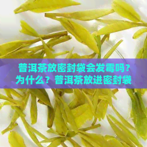 普洱茶放密封袋会发霉吗？为什么？普洱茶放进密封袋好吗？能喝吗？