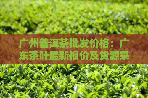 广州普洱茶批发价格：广东茶叶最新报价及货源采购信息 - 巴巴