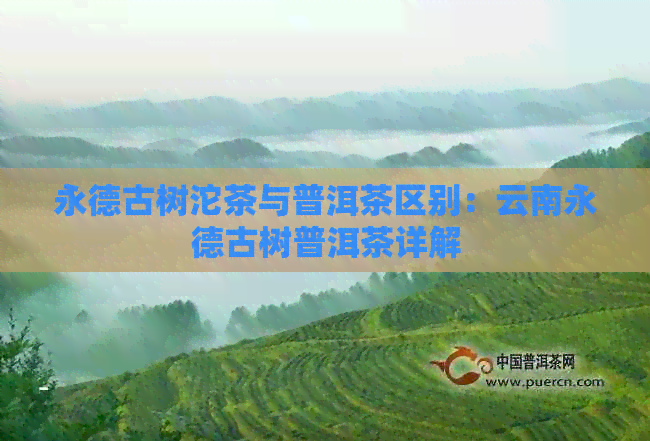 永德古树沱茶与普洱茶区别：云南永德古树普洱茶详解