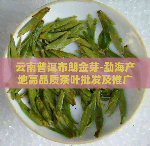 云南普洱布朗金芽-勐海产地高品质茶叶批发及推广