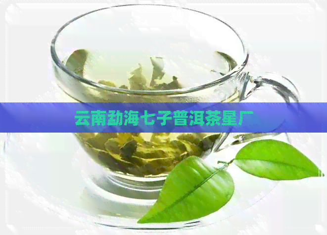 云南勐海七子普洱茶星厂