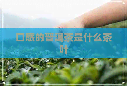 口感的普洱茶是什么茶叶