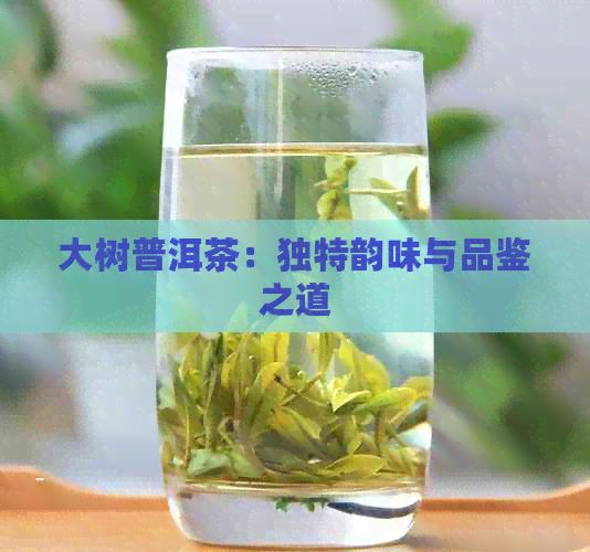 大树普洱茶：独特韵味与品鉴之道