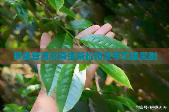 甲级普洱沱茶生茶价格及甲乙级区别