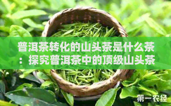 普洱茶转化的山头茶是什么茶：探究普洱茶中的顶级山头茶叶