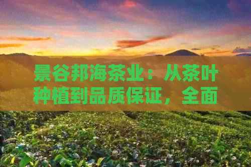 景谷邦海茶业：从茶叶种植到品质保证，全面了解我们的专业与优势