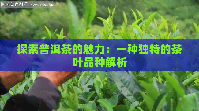 探索普洱茶的魅力：一种独特的茶叶品种解析