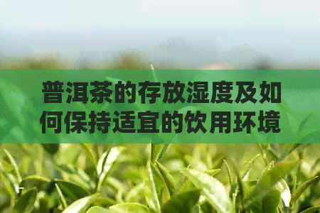 普洱茶的存放湿度及如何保持适宜的饮用环境