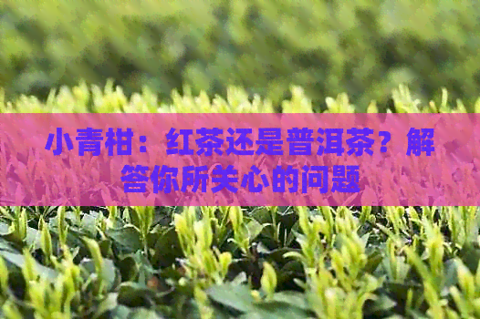 小青柑：红茶还是普洱茶？解答你所关心的问题