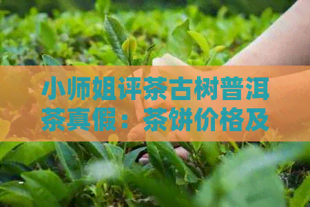 小师姐评茶古树普洱茶真假：茶饼价格及品质分析