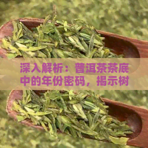 深入解析：普洱茶茶底中的年份密码，揭示树龄的秘密