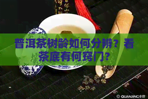 普洱茶树龄如何分辨？看茶底有何窍门？