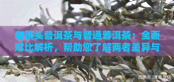 老茶头普洱茶与普通普洱茶：全面对比解析，帮助您了解两者差异与特点