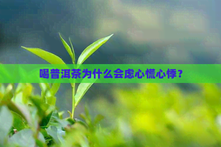 喝普洱茶为什么会虑心慌心悸？