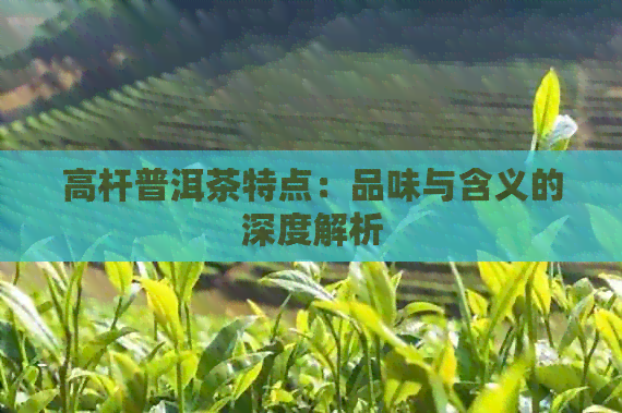 高杆普洱茶特点：品味与含义的深度解析