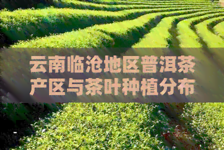 云南临沧地区普洱茶产区与茶叶种植分布的详细解析