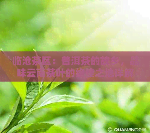 临沧茶区：普洱茶的故乡，品味云南茶叶的绝佳之地详解