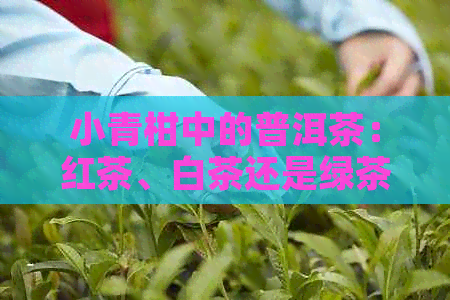 小青柑中的普洱茶：红茶、白茶还是绿茶？属于什么类型的茶叶？