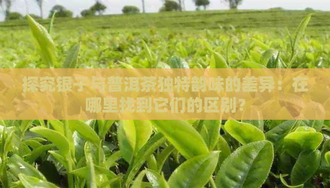 探究银子与普洱茶独特韵味的差异：在哪里找到它们的区别？