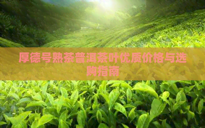 厚德号熟茶普洱茶叶优质价格与选购指南