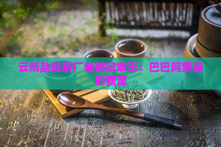 云南勐海茶厂老树班章王：巴巴阿里茶的新宠