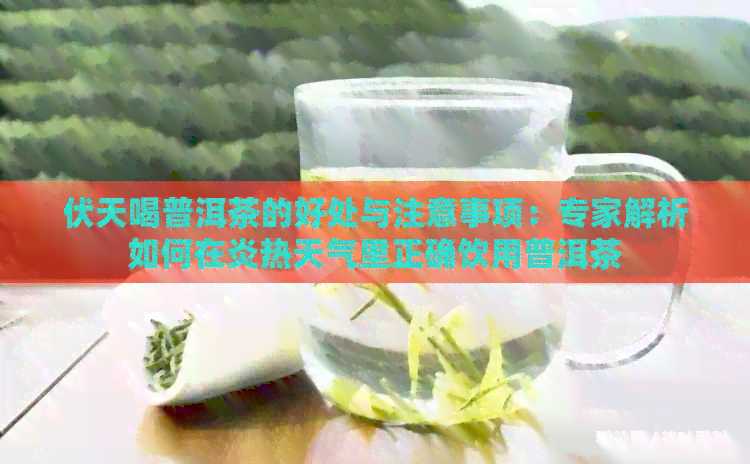 伏天喝普洱茶的好处与注意事项：专家解析如何在炎热天气里正确饮用普洱茶