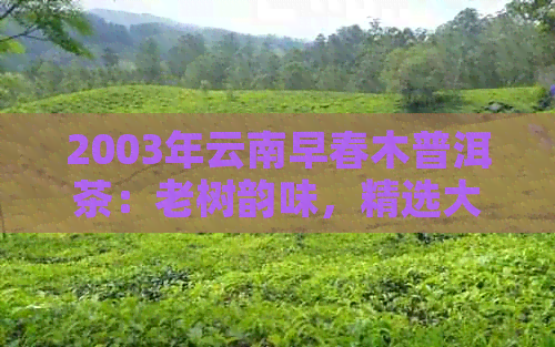 2003年云南早春木普洱茶：老树韵味，精选大益普洱茶