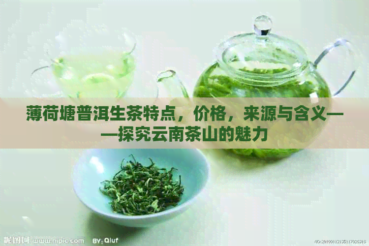 薄荷塘普洱生茶特点，价格，来源与含义——探究云南茶山的魅力