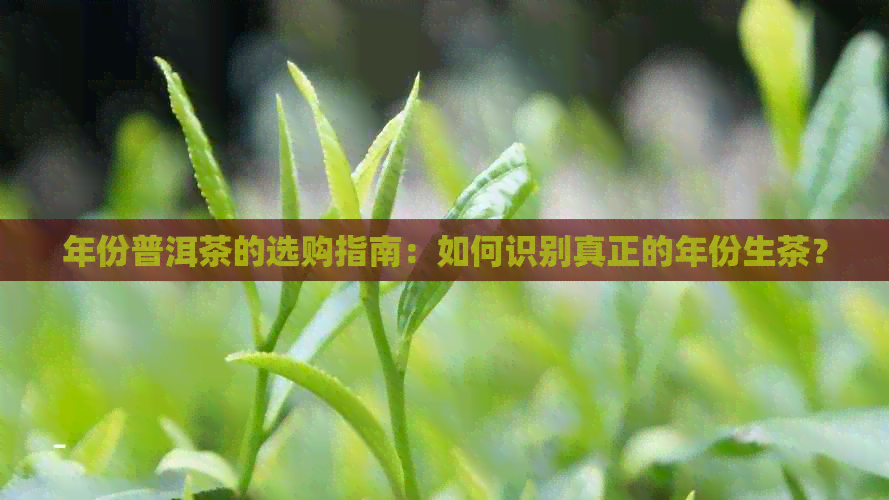 年份普洱茶的选购指南：如何识别真正的年份生茶？