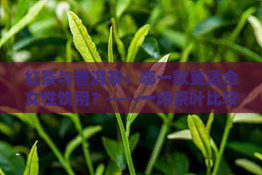 红茶与普洱茶：哪一款更适合女性饮用？——一场茶叶比较大会