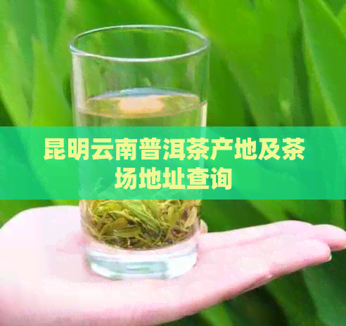 昆明云南普洱茶产地及茶场地址查询