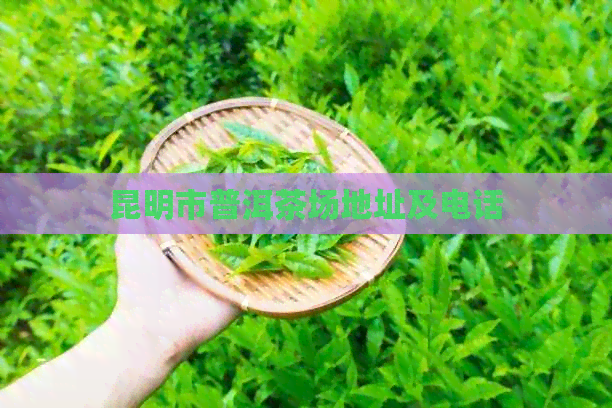 昆明市普洱茶场地址及电话