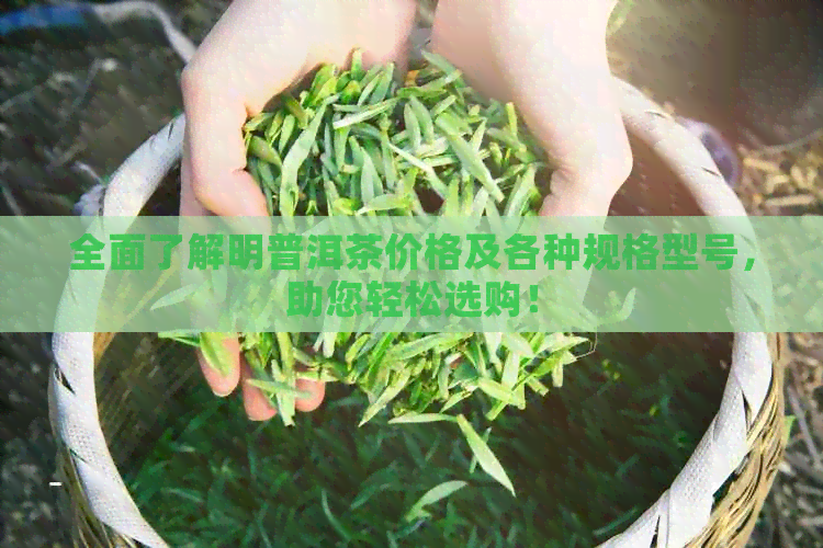 全面了解明普洱茶价格及各种规格型号，助您轻松选购！