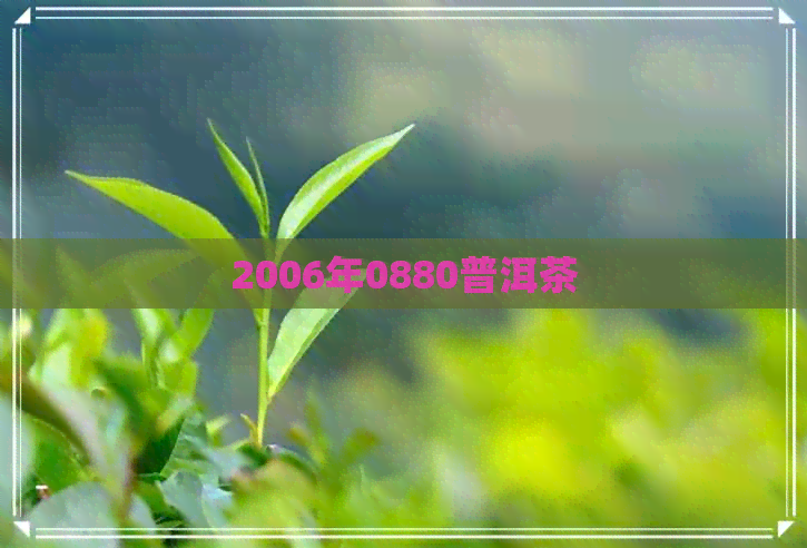 2006年0880普洱茶