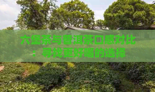 六堡茶与普洱茶口感对比：寻找更好喝的选择