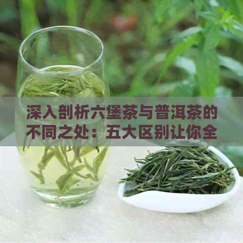 深入剖析六堡茶与普洱茶的不同之处：五大区别让你全面了解这两种茶的区别