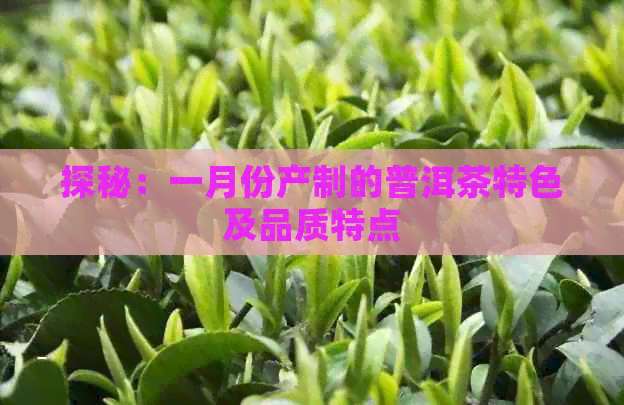 探秘：一月份产制的普洱茶特色及品质特点