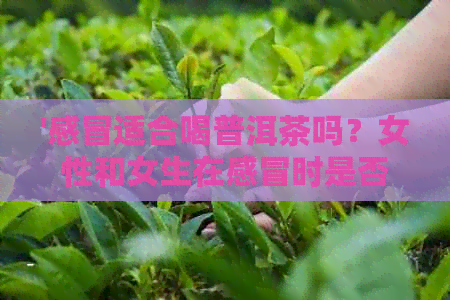 '感冒适合喝普洱茶吗？女性和女生在感冒时是否可以喝普洱茶？'