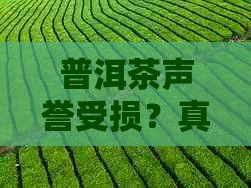 普洱茶声誉受损？真相揭秘！