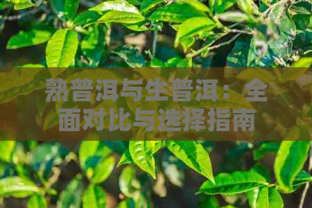 熟普洱与生普洱：全面对比与选择指南