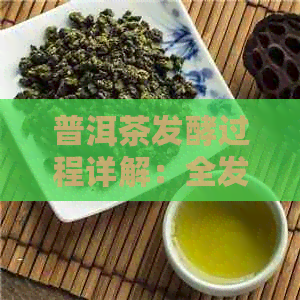 普洱茶发酵过程详解：全发酵与后发酵的区别及其适用场景比较