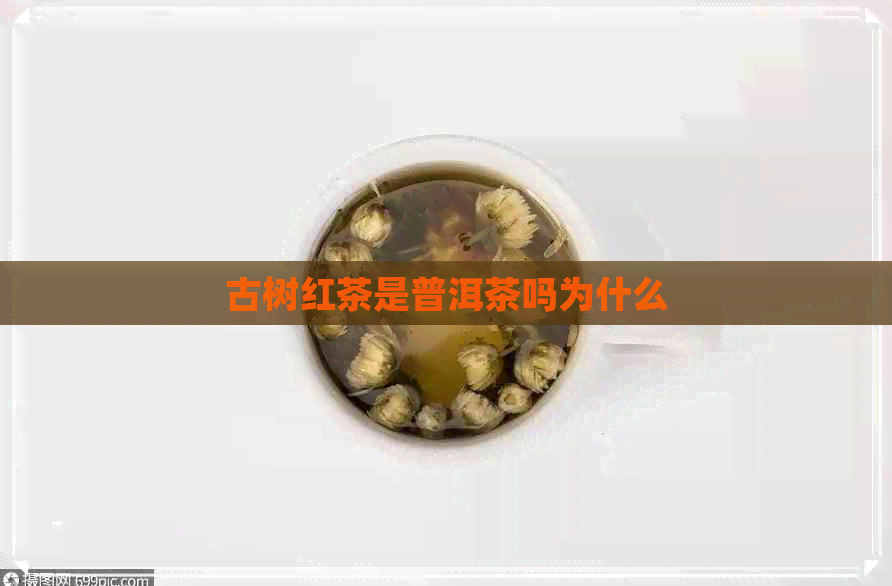 古树红茶是普洱茶吗为什么